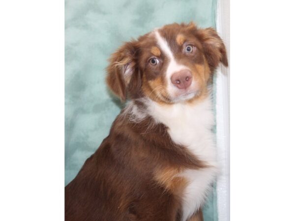 Australian Shepherd DOG Female Red 9548 Petland Dalton, Georgia