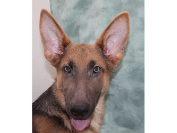 German Shepherd DOG Male Blue 9542 Petland Dalton, Georgia