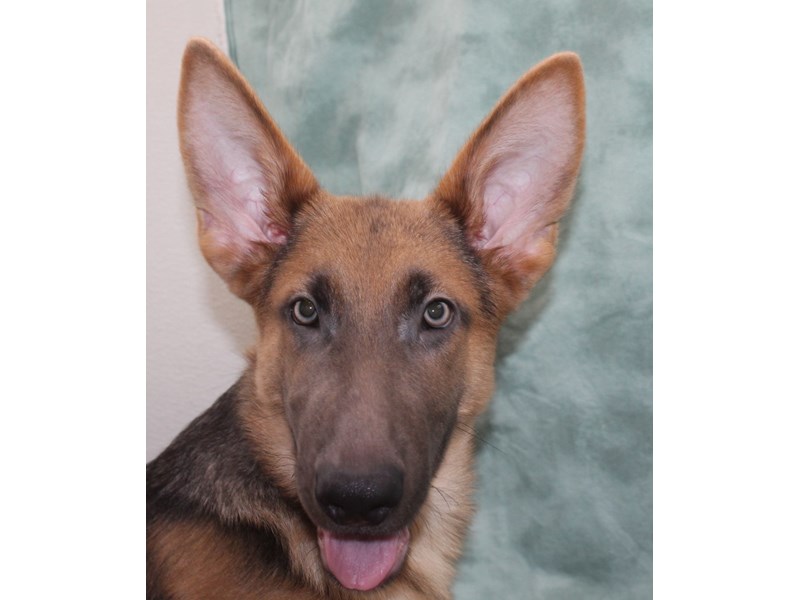 German Shepherd-Male-Blue-3825936-Petland Dalton