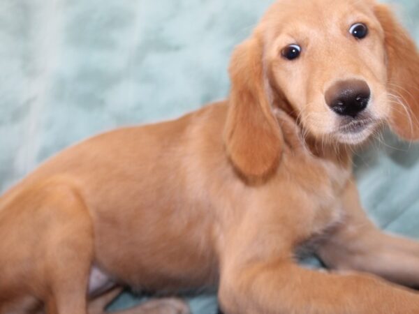 Golden Retriever Dog Female Gold 9596 Petland Dalton, Georgia