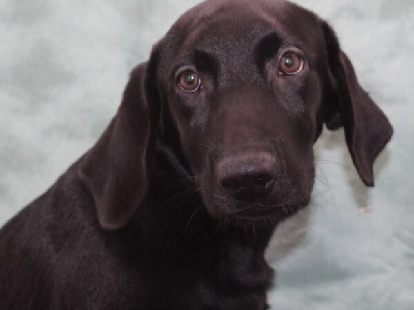 Labrador Retriever-DOG-Male-Black-9541-Petland Dalton, Georgia