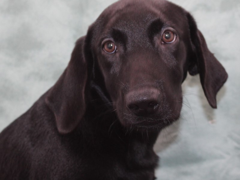 Labrador Retriever-Male-Black-3825945-Petland Dalton