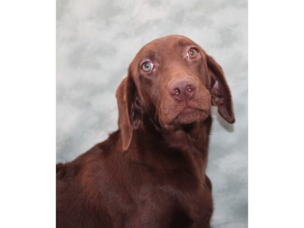 Labrador Retriever-DOG-Female-Chocolate-9525-Petland Dalton, Georgia