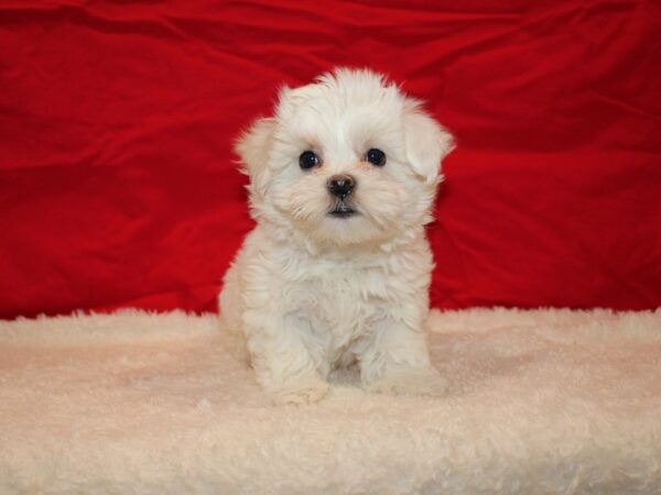 Coton De Tulear DOG Female White 20705 Petland Dalton, Georgia