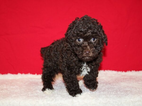 Miniature Poodle DOG Male Chocolate 20721 Petland Dalton, Georgia