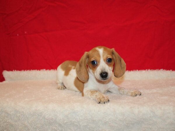 Dachshund DOG Male Fawn and White Piebald 20716 Petland Dalton, Georgia