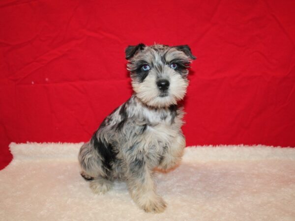 Miniature Schnauzer Dog Female Blue Merle 9625 Petland Dalton, Georgia