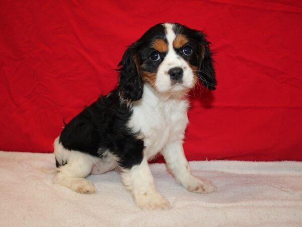 Cavalier King Charles Spaniel Dog Female Black and White 9617 Petland Dalton, Georgia