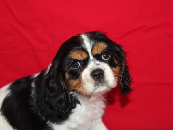 Cavalier King Charles Spaniel-Dog-Female-Black and White-9615-Petland Dalton, Georgia