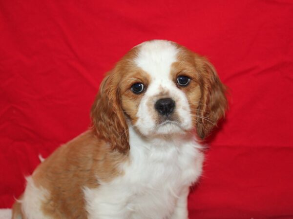 Cavalier King Charles Spaniel Dog Male Blenheim 9616 Petland Dalton, Georgia