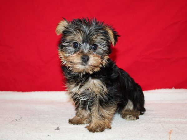 Yorkshire Terrier Dog Male Black and Tan 9620 Petland Dalton, Georgia