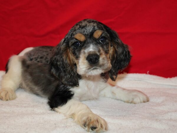 Cocker Spaniel Dog Male Blue Roan and Tan 9618 Petland Dalton, Georgia