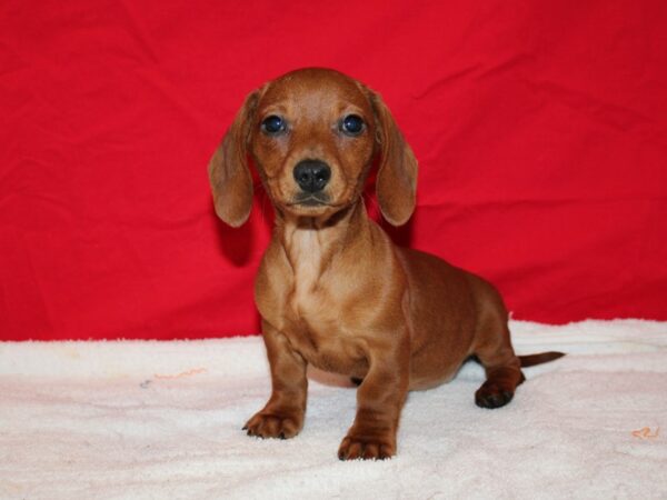 Dachshund DOG Female Red 9619 Petland Dalton, Georgia