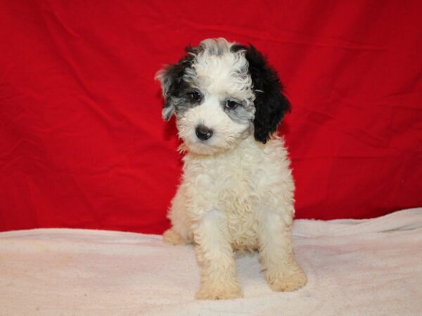 Mini Aussie Poo Dog Male White and Black 9612 Petland Dalton, Georgia