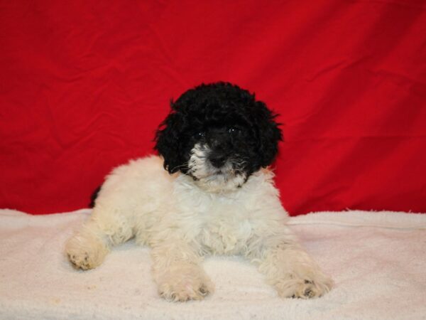 Mini Aussie Poo DOG Female Black 9613 Petland Dalton, Georgia