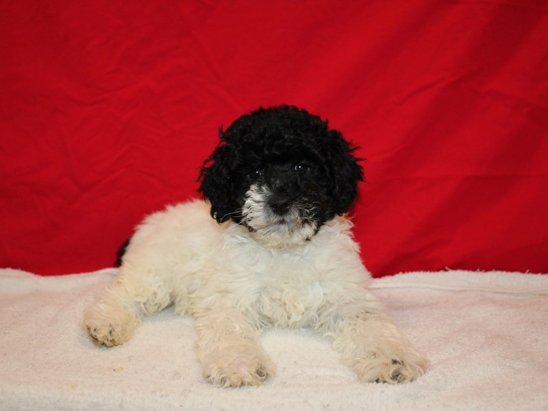 Mini Aussie Poo-Female-Black-3928790-Petland Dalton