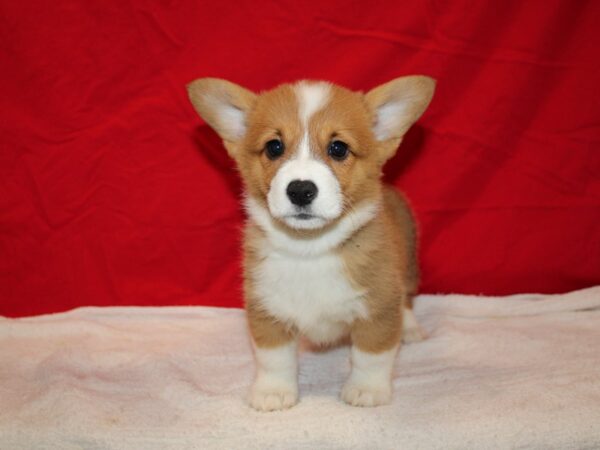 Pembroke Welsh Corgi DOG Female Sable 20708 Petland Dalton, Georgia