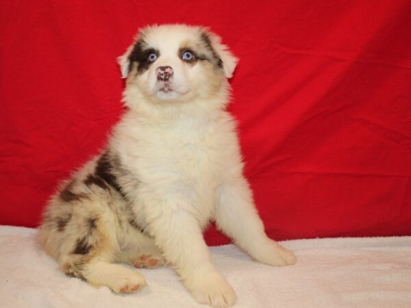 Australian Shepherd-Dog-Female-Red Merle-9614-Petland Dalton, Georgia