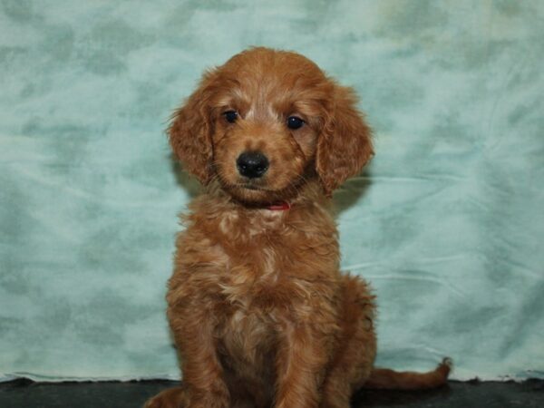 Goldendoodle-Dog-Female--20723-Petland Dalton, Georgia