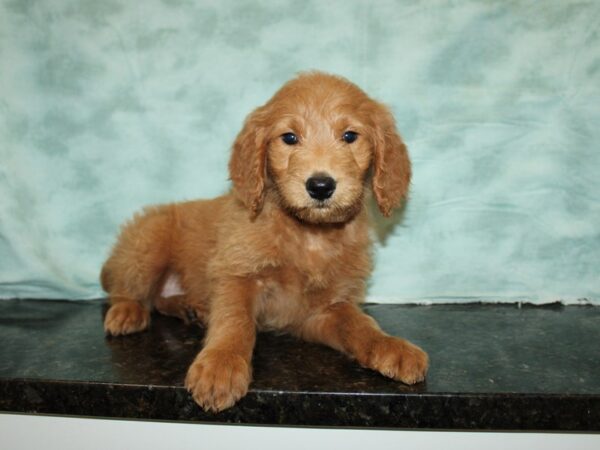 Goldendoodle Dog Female 20724 Petland Dalton, Georgia