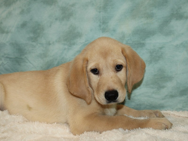 Labrador Retriever-Male-Yellow-3861918-Petland Dalton