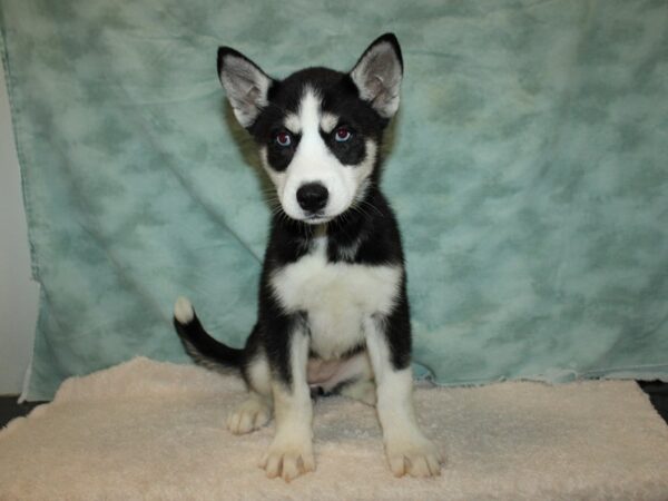 Siberian Husky DOG Female Black & White 20628 Petland Dalton, Georgia