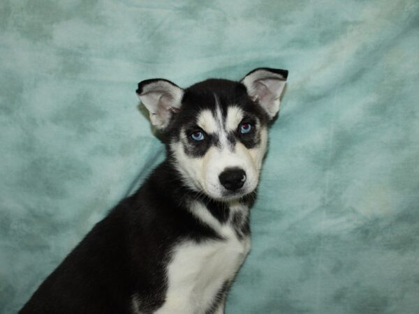 Siberian Husky DOG Male Black & White 9576 Petland Dalton, Georgia