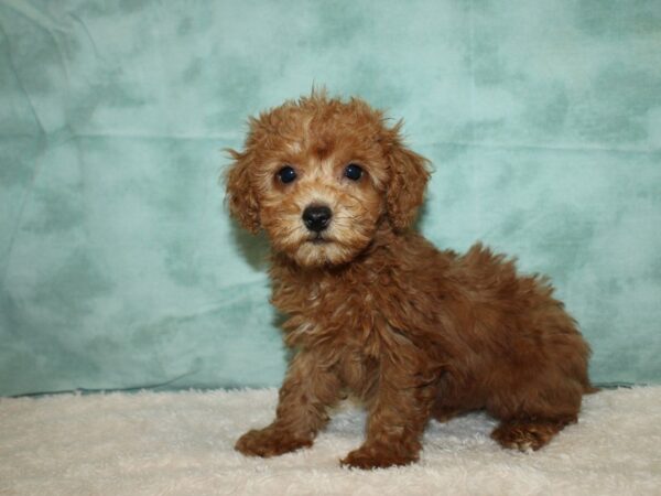 Miniature Poodle Dog Male Red 9593 Petland Dalton, Georgia