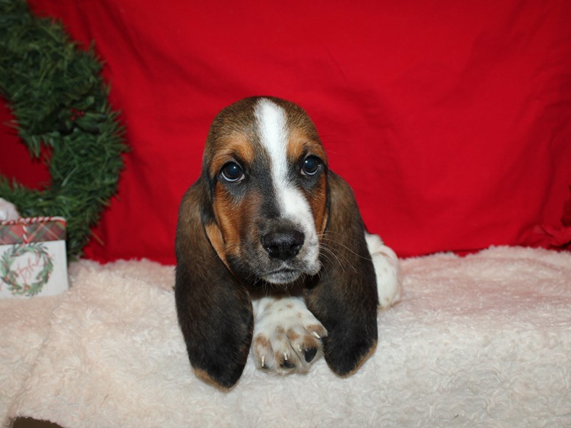Basset Hound-Male-Black White and Tan-3878198-Petland Dalton