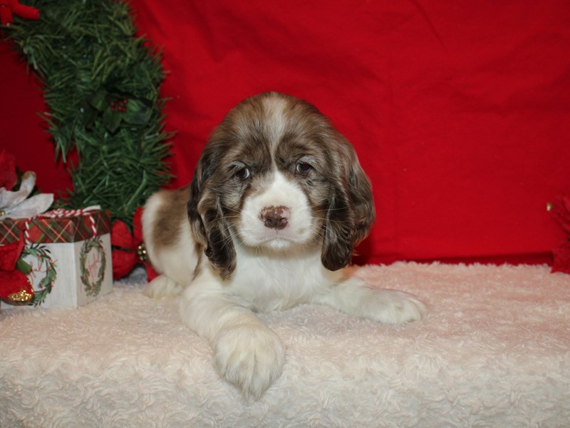 Cocker Spaniel-Male-Chocolate Merle-3889548-Petland Dalton