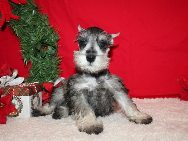 Miniature Schnauzer DOG Male Chocolate / Tan 9588 Petland Dalton, Georgia