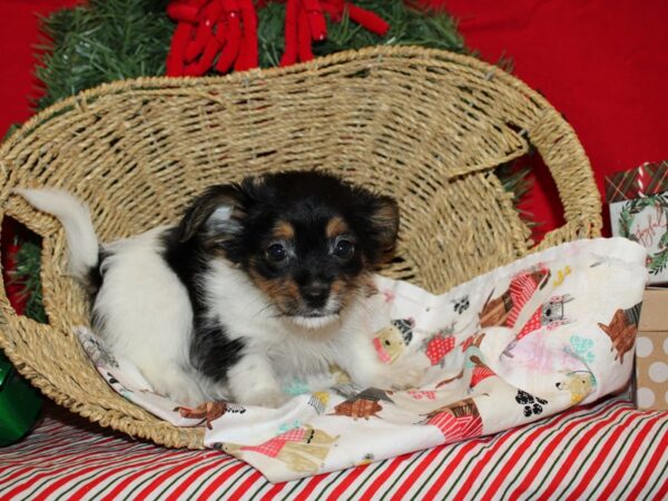 Chorkie-Dog-Female-Black and Tan-9598-Petland Dalton, Georgia