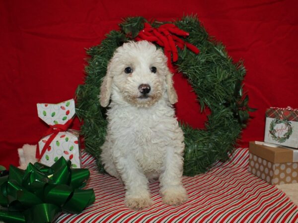 Miniature Goldendoodle 2nd Gen Dog Female Cream / White 20684 Petland Dalton, Georgia