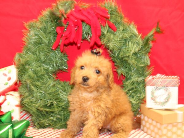 Bichapoo-Dog-Female-Red-9603-Petland Dalton, Georgia