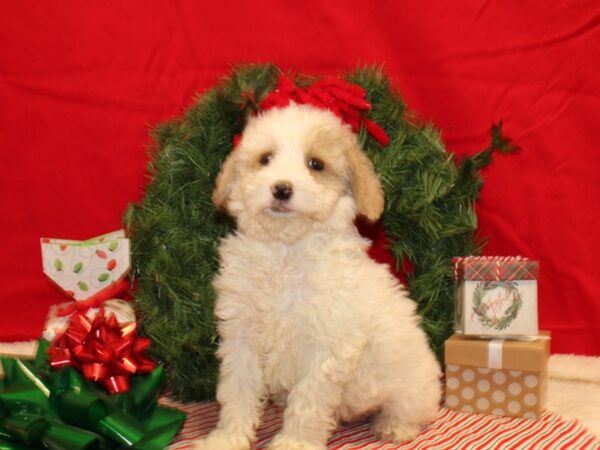 Goldendoodle Mini 2nd Gen Dog Female Cream / White 9606 Petland Dalton, Georgia