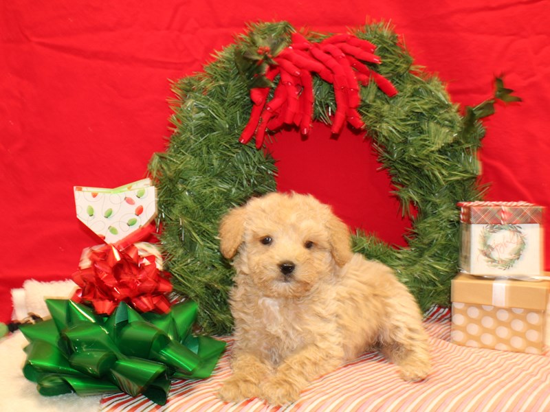 Goldendoodle Mini 2nd Gen-Female-Cream-3897419-Petland Dalton