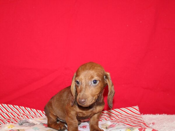 Miniature Dachshund DOG Female Red 20688 Petland Dalton, Georgia