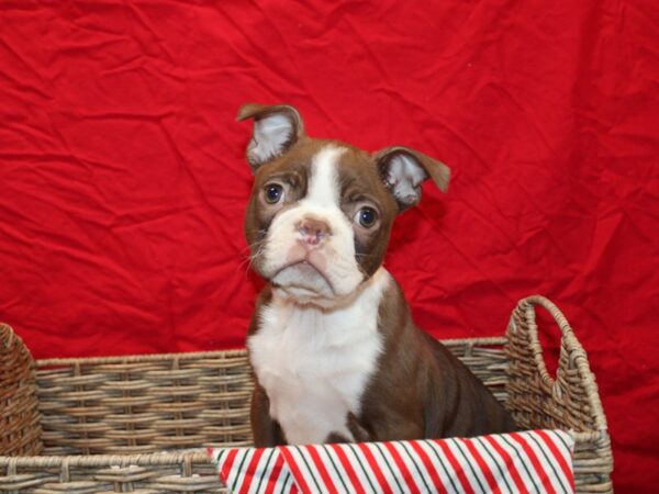 Boston Terrier DOG Male Red 20693 Petland Dalton, Georgia