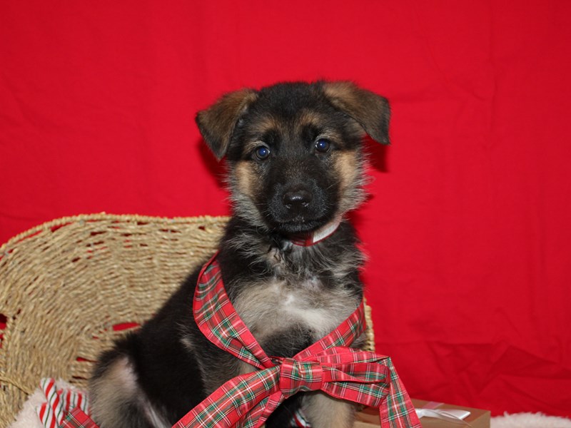 German Shepherd Dog-Female-Black and Tan-3914156-Petland Dalton