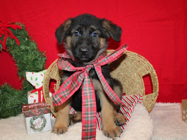 German Shepherd Dog DOG Female Black and Tan 20702 Petland Dalton, Georgia