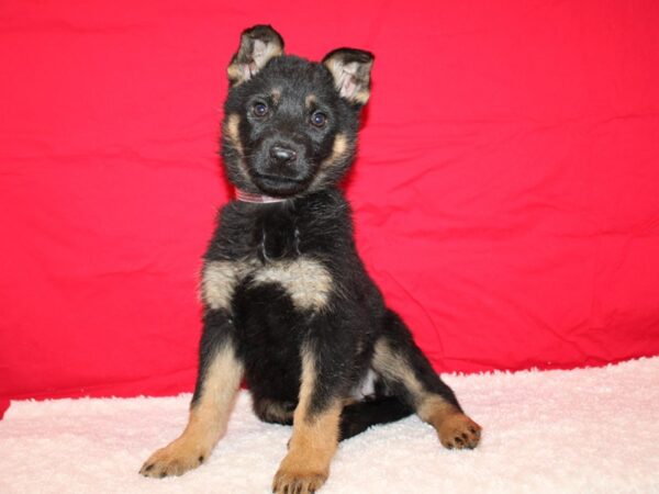 German Shepherd Dog Female blk and tan 9637 Petland Dalton, Georgia