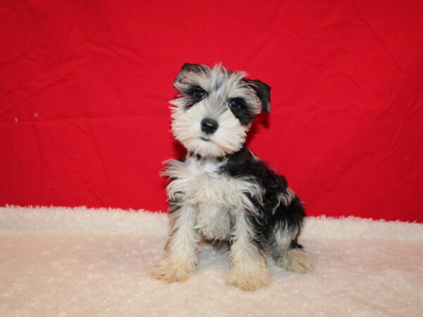 Miniature Schnauzer DOG Male Blue Merle 20709 Petland Dalton, Georgia