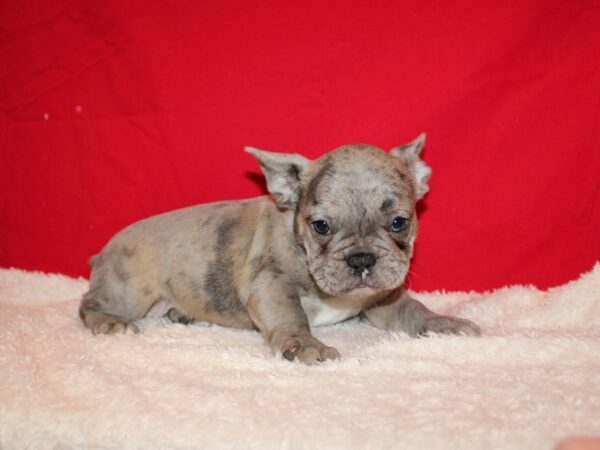 French Bulldog DOG Female Blue Merle 20715 Petland Dalton, Georgia