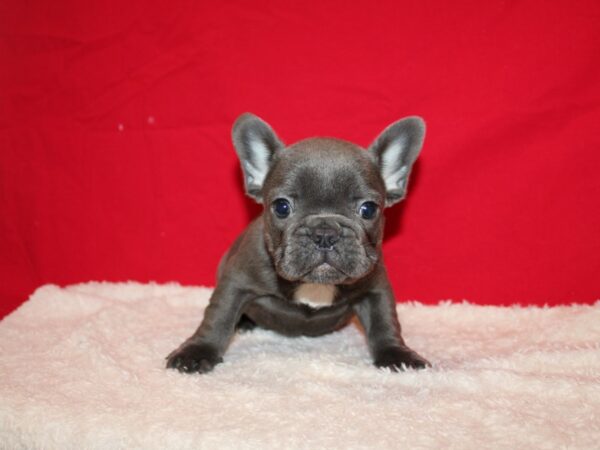 French Bulldog Dog Male Blue 20711 Petland Dalton, Georgia