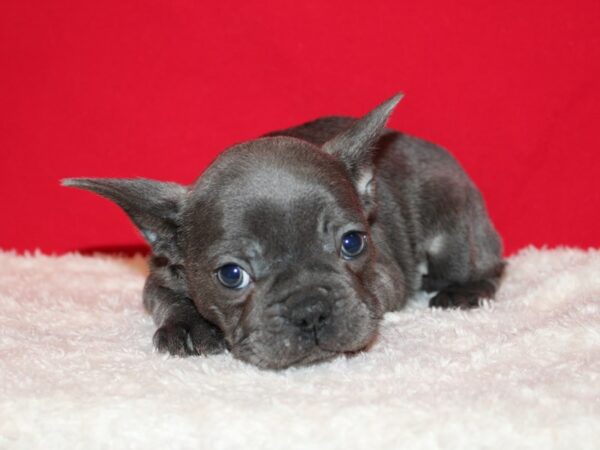 French Bulldog Dog Male Blue 20712 Petland Dalton, Georgia