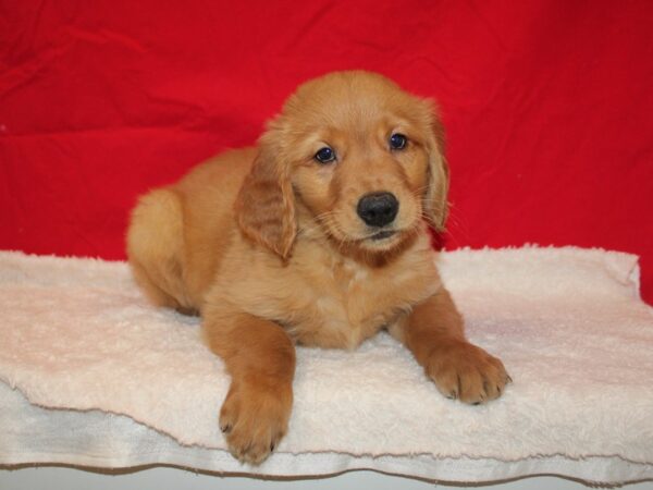 Golden Retriever-DOG-Male-Golden-9622-Petland Dalton, Georgia