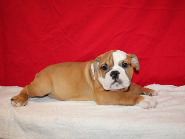 English Bulldog-DOG-Male-Red and White-20707-Petland Dalton, Georgia