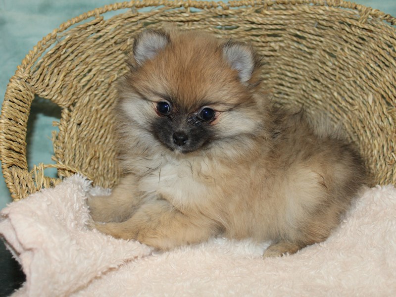Pomeranian-Female--3939378-Petland Dalton