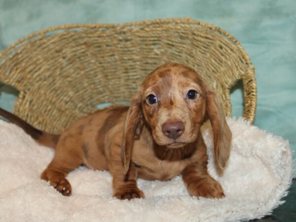 Miniature Dachshund DOG Male Chocolate and Tan Dapple 20726 Petland Dalton, Georgia