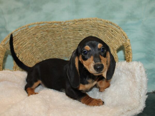 Miniature Dachshund-DOG-Female-Black and Tan-20727-Petland Dalton, Georgia